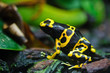 Foto: Frosch Frosch