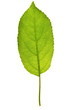 Apple leaf on isolated Apple leaf on isolated