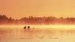 Video: Pair of swans floating on the morning sunrise Pair of swans floating on the morning sunrise
