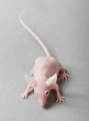 hairless mouse