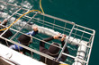 Shark cage