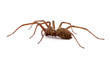 Photo: Nahaufnahme einer Spinne (freigestellt) Nahaufnahme einer Spinne (freigestellt)
