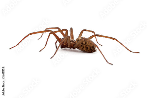 Photo: Nahaufnahme einer Spinne (freigestellt) Nahaufnahme einer Spinne (freigestellt)