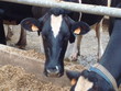 Vache, Cows