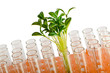 Lab experiment with green leaves Lab experiment with green leaves