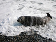 Foca grigia