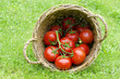 tomatoes
