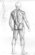 pencil sketch of the male human muscle anatomy, back