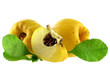 Photo: quince quince