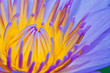 Purple water lilly or Lotus