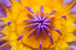 Purple water lilly or Lotus