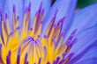 Purple water lilly or Lotus
