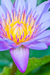 Purple water lilly or Lotus