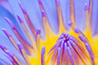 Purple water lilly or Lotus