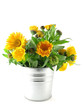 Foto: marigold marigold