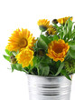 Foto: marigold marigold