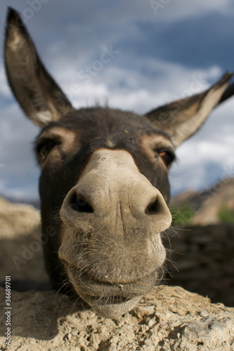 Foto: Smiling Donkey Smiling Donkey