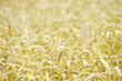 golden wheat