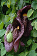 Aristolochia gigantea creeper flower plant  from brasil
