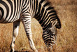 rayures_zebre