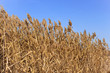 Dried plants of cane