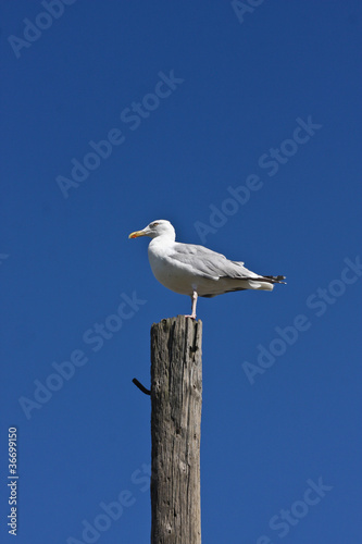 Photo: seagull seagull