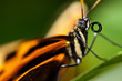Nectar Sucking Butterfly Up-Close
