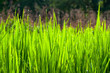 Terraced rice fields in northern Thailand