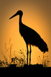 Cigüeña, Ciconia Ciconia, al atardecer.