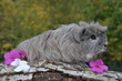 Cohon d'Inde, Cobaye, Shelty couroné agouti cannelle Cohon d'Inde, Cobaye, Shelty couroné agouti cannelle
