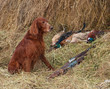 Successful bird shoot Successful bird shoot