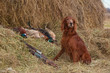 Successful bird shoot Successful bird shoot