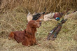 Successful bird shoot Successful bird shoot