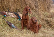 Successful bird shoot Successful bird shoot