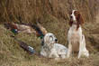 Successful bird shoot Successful bird shoot