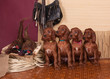 Four setters puppies and pheasants Four setters puppies and pheasants