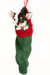 Cute chihuahua puppy.