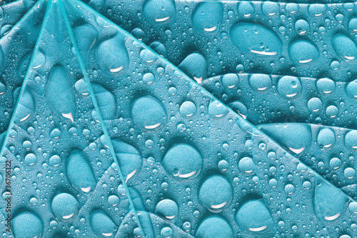 Photo: blue leaf blue leaf