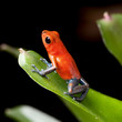 red poison dart frog red poison dart frog