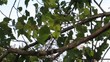 Video: Green leaves in the wind Green leaves in the wind