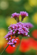 Foto: little violet flowers in colorful background little violet flowers in colorful background