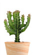Kaktus - Euphorbia ingens