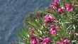 Flowers on a Cliff, Santorini