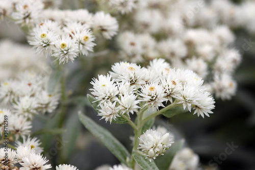 Foto: Weiße Strohblumen Weiße Strohblumen