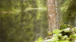 Trunk of birch tree with water surface out of focus