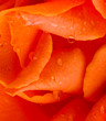 Flower upclose with water drop