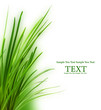 grass