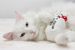 White cat