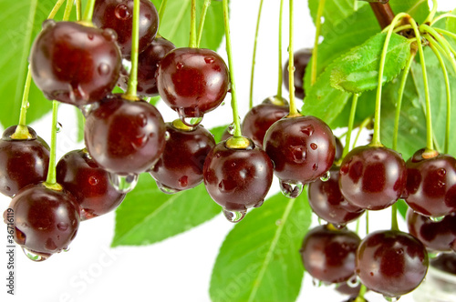 Photo: Cherries on white background Cherries on white background