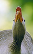 No-Closer-With-That-Thing-Mate